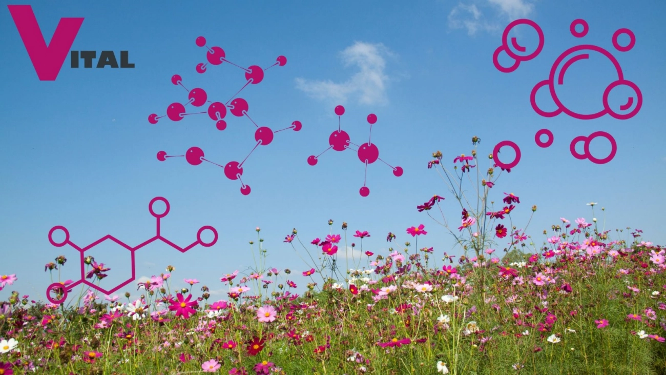 Aromatasehemmer_Logo Vitalkollagen