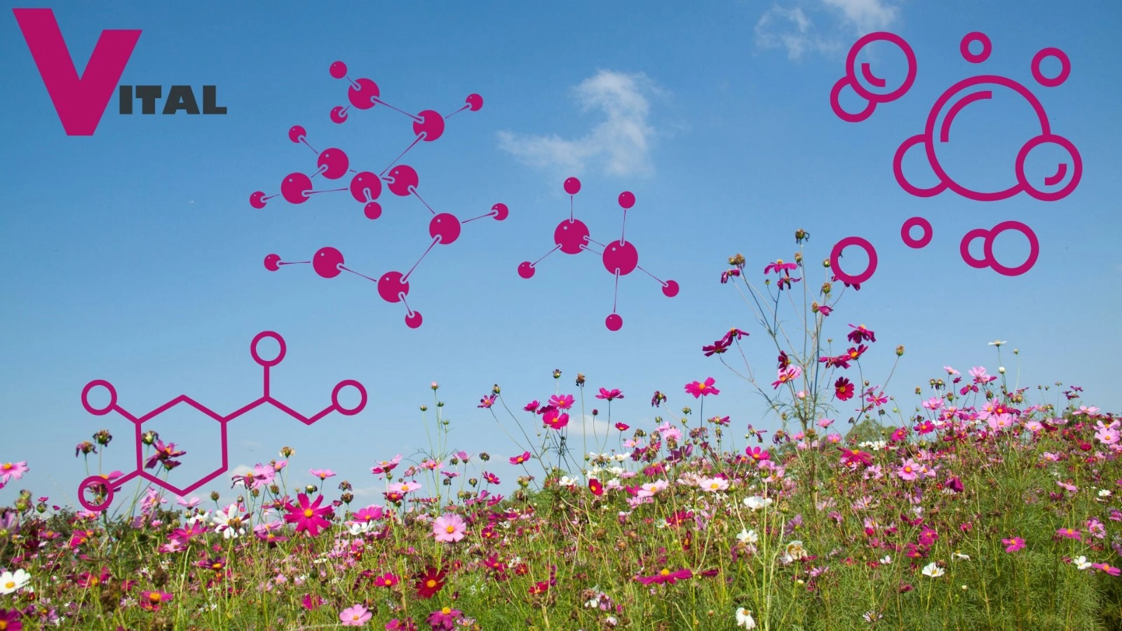 Aromatasehemmer_Logo Vitalkollagen