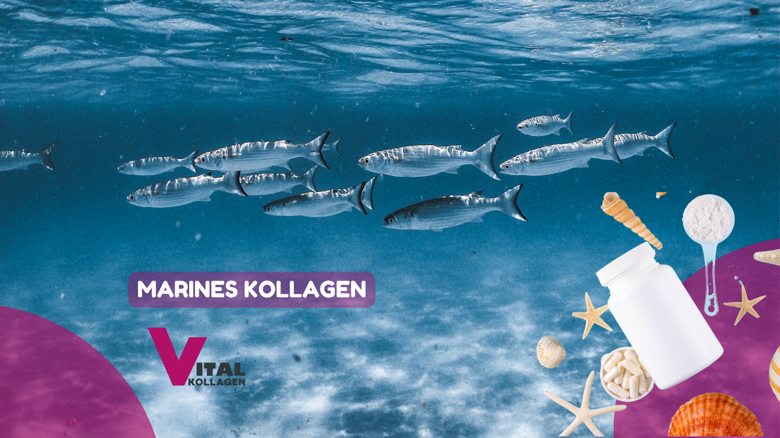 marines kollagen blog fische schwimmen im meer Vergleichsdarstellung verschiedener Kollagenquellen: Fisch, Schwein und Rind – Bioverfügbarkeit im wissenschaftlichen Vergleich