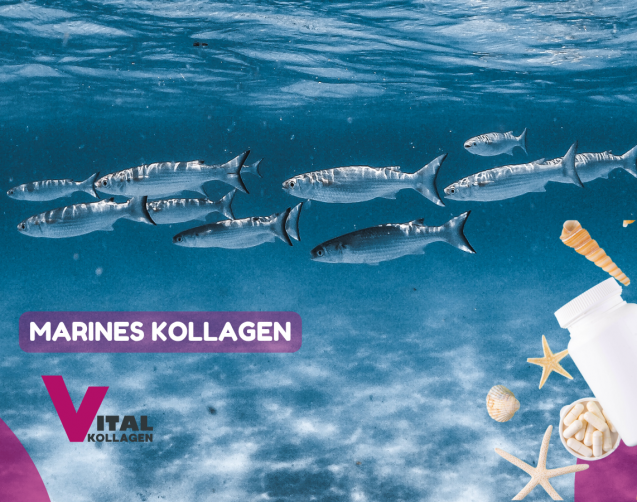 marines kollagen blog fische schwimmen im meer Vergleichsdarstellung verschiedener Kollagenquellen: Fisch, Schwein und Rind – Bioverfügbarkeit im wissenschaftlichen Vergleich