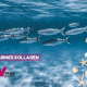 marines kollagen blog fische schwimmen im meer Vergleichsdarstellung verschiedener Kollagenquellen: Fisch, Schwein und Rind – Bioverfügbarkeit im wissenschaftlichen Vergleich